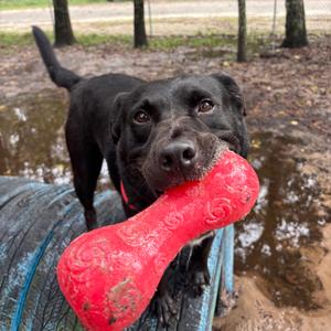 Joey 25842, Mixed Breed (Medium), adult, available for adoption