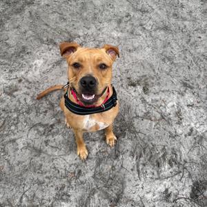 A happy-looking tan dog with a black and red collar sitting on a grey, sandy surface, looking up at the camera.