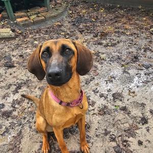 Kaylen 29965, Mixed Breed (Medium), young, available for adoption