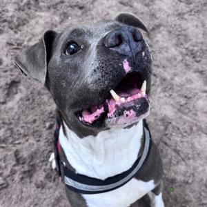 Ralph Nader 28480, Mixed Breed (Large), senior, available for adoption