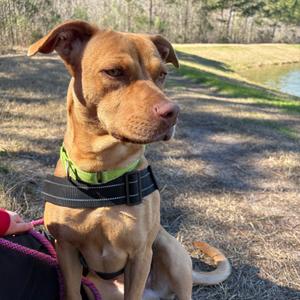 Caramel 28368, Mixed Breed (Medium), young, available for adoption