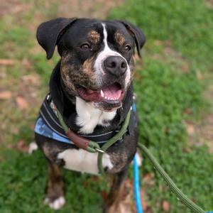 Acorn 28353, Mixed Breed (Large), adult, available for adoption