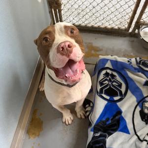 Preston  29899, Mixed Breed (Large), adult, available for adoption