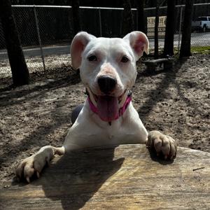 Sassi 28362, Mixed Breed (Medium), adult, available for adoption