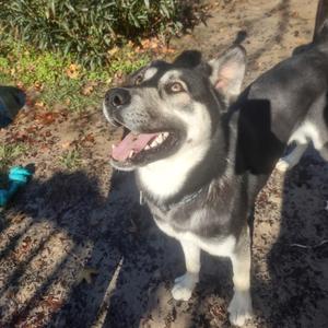 Kizer 25020, Shepherd, adult, available for adoption