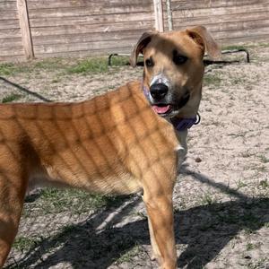 Kamo 28424, Mixed Breed (Medium), young, available for adoption