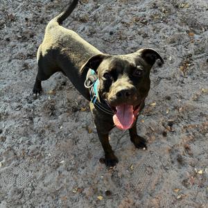 Draco 28360, Mixed Breed (Medium), young, available for adoption