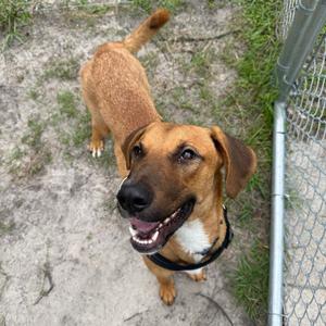 Costello 29715, Mixed Breed (Large), young, available for adoption