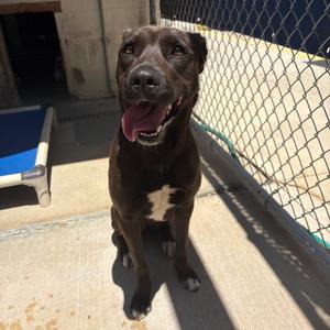 Sugarplum 28538, Mixed Breed (Medium), adult, available for adoption