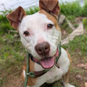 Paige 26774, Mixed Breed (Medium), adult, available for adoption