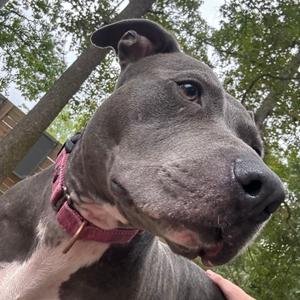 A close-up of a gray pit bull with a pink collar, looking to the side.