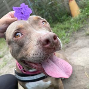 Love Bug 29919, Mixed Breed (Medium), adult, available for adoption