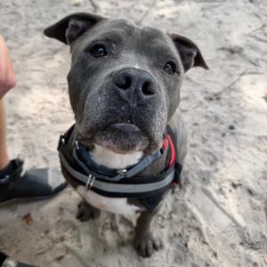 Hank(Tank) 29922, Mixed Breed (Medium), young, available for adoption