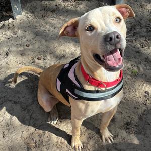 Holiday/Cody 28396, Mixed Breed (Medium), young, available for adoption