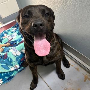 Mud Duck 29848, Mixed Breed (Large), young, available for adoption
