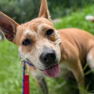 Loopy 27745, Mixed Breed (Medium), adult, available for adoption