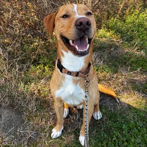 Topher 28041, Mixed Breed (Medium), adult, available for adoption
