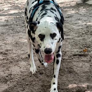A Dalmatian dog with black spots on a white coat, wearing a blue harness, walking on a dirt path with its tongue out.