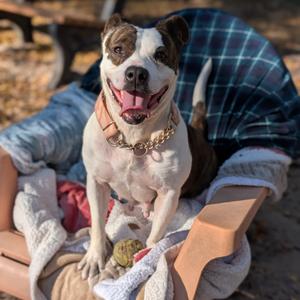 Carino 28300, Mixed Breed (Medium), adult, available for adoption