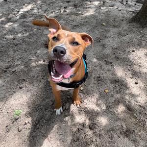 A happy, tan-colored dog with a black harness standing on dirt outdoors, looking up at the camera with its tongue out.