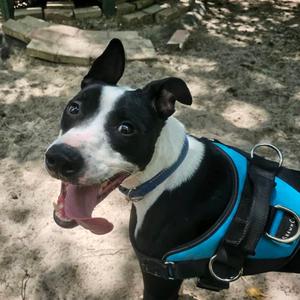 Zaden (Brax)26465, Mixed Breed (Medium), young, available for adoption