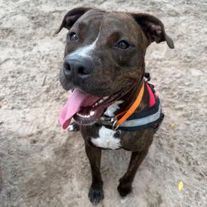Ollipop (Oliver) 29902, Mixed Breed (Large), young, available for adoption