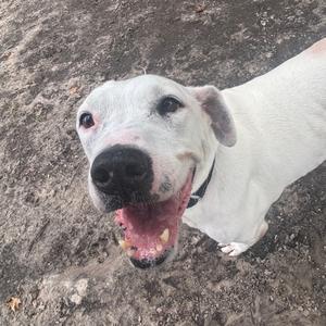 a white dog with a black nose and open mouth