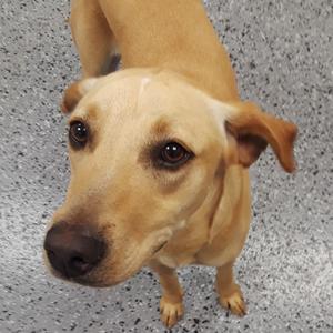 Noelle 15926, Catahoula Leopard Dog, senior, available for adoption