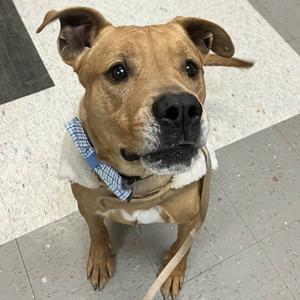 Goofy, Great Dane, senior, available for adoption