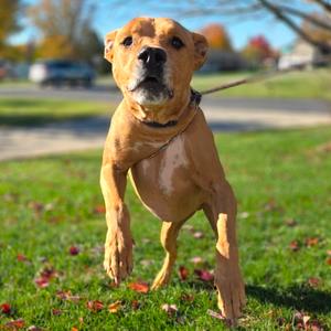 Goofy, Great Dane, senior, available for adoption