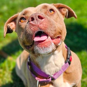 Nala, Bulldog, English, adult, available for adoption