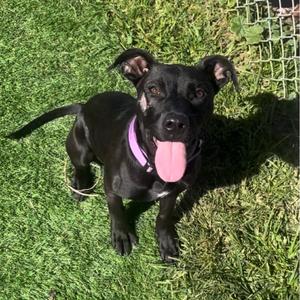 Juliet, Retriever, Black Labrador, young, available for adoption