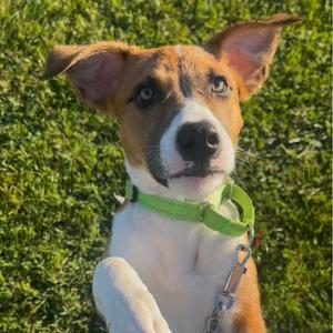 Russell, Boxer, available for adoption