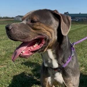 Jason, Bullmastiff, adult, available for adoption