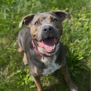 Jason, Terrier, American Staffordshire, adult, available for adoption