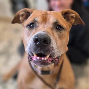 Kingston, Mastiff, senior, available for adoption