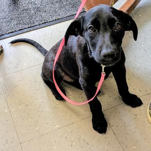 Luna, Retriever, Labrador, available for adoption