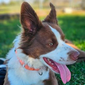 Irwin, Shepherd, Australian, adult, available for adoption