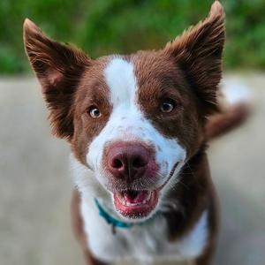 Irwin, Shepherd, Australian, adult, available for adoption