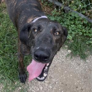 A brindle dog with a black face and a pink tongue sticking out, standing on a gravel path with green grass in the background.