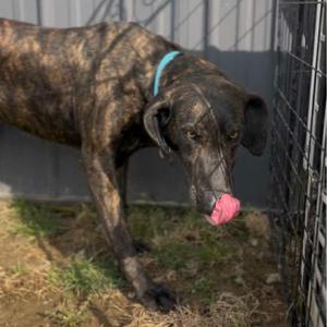 Peppercorn, Hound, Plott, adult, available for adoption