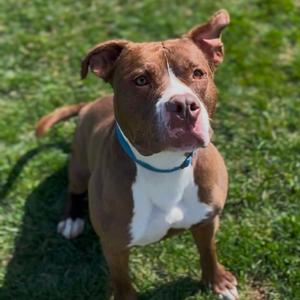 Whistle, Terrier, American Pit Bull, adult, available for adoption