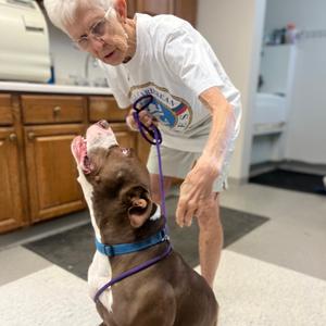 Whistle, Terrier, American Pit Bull, adult, available for adoption
