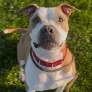 Oz, Mixed Breed (Large), adult, available for adoption