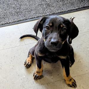 Bella, Shepherd, available for adoption