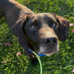 Clover, Retriever, Black Labrador, senior, available for adoption