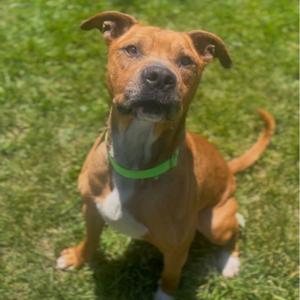 A brown and white dog with a green collar sitting on grass.