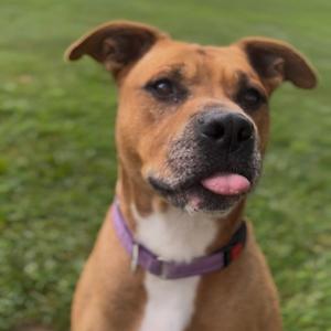 A brown and white dog with a purple collar, sticking its tongue out, sitting on a grassy field.