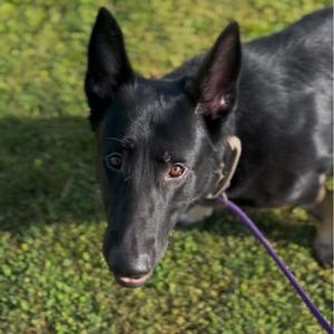 Achilles, Shepherd, German, adult, available for adoption