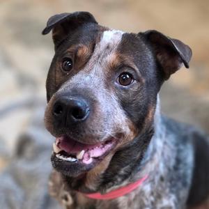 Zane, Cattle Dog, adult, available for adoption